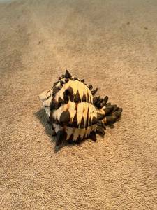 lot 9045 image: sea shell
