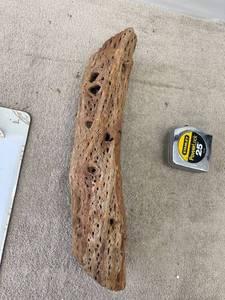 lot 9104 image: 17 inch cholla branch