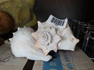 lot 1206 image: Knobbed Whelk    Sea Shells