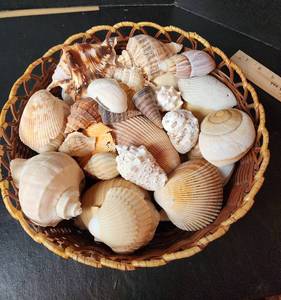 lot 133 image: Basket Full of Seashells 12x4 (located in basement)