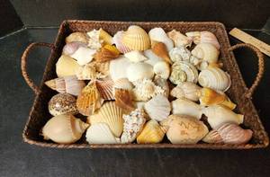 lot 134 image: Basket Full of Seashells (located in basement)