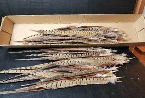 lot 238 image: Pheasant Feathers (located in basement)