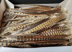 lot 240 image: Pheasant Feathers (located in basement)