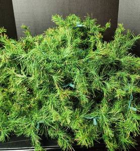 lot 263 image: 21 Prelit Christmas Garland (located in basement)