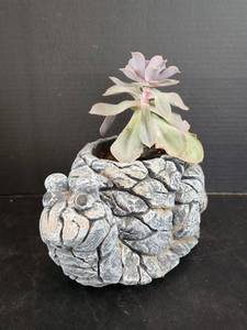 lot 634 image: Snail Planter with Live Succulent