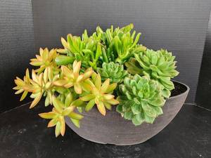lot 635 image: Planter with Succulent Plant