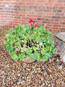 lot 810 image: (2) Plastic Flowerpots with Live Begonias