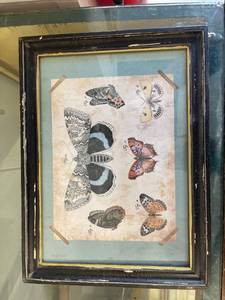 lot 8009 image: butterfly picture