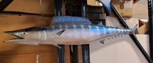 lot 32500 image: Smaller Wahoo Fish Mount