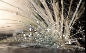 lot 3270 image: iCanvas Pearls by Maryam Zahirimehr Canvas Print