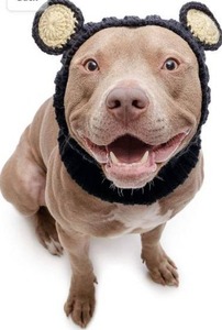 lot 9517 image: Zoo Snoods Black Bear Costume for Dogs & Cats - Warm No Flap Ear Wrap Hood for Pets, Dog Outfit for Winters, Halloween, Christmas & New Year, Soft Yarn Ear Covers Large