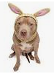 lot 9490 image: Small Dog Costume Rabbit