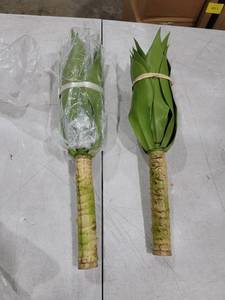 lot 9618 image: Agave plants 18