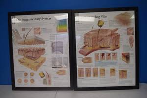 lot 497 image: Framed Medical Posters - 24 x 30
