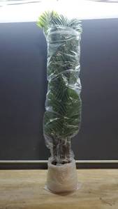 lot 61451 image: 54 Tall Faux Potted Palm Plant