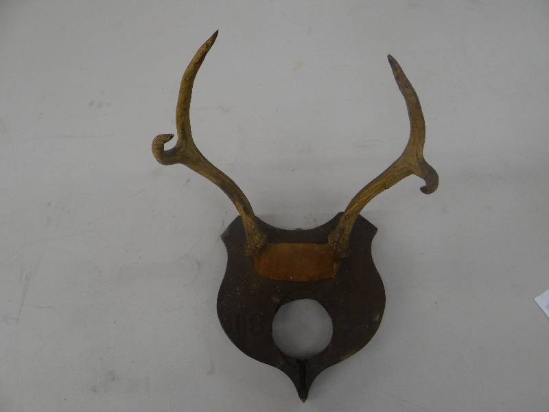 lot 1204 image: Mounted antlers - dated 1934.