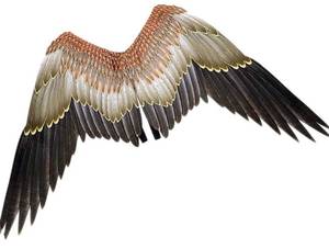 lot 52837 image: Eagle Wings Bird Costume 43.23x27.51 Inch
