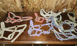 lot 257 image: Horse and Pony Halters