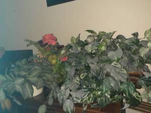 lot 1189 image: Home decor. Faux plants