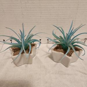 lot 2203 image: Faux aloe plants about 3 tall