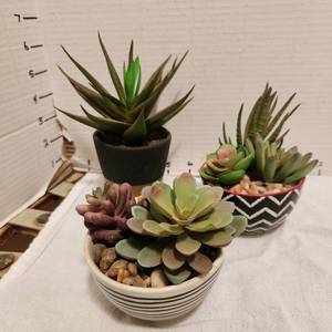 lot 2204 image: Faux succulents