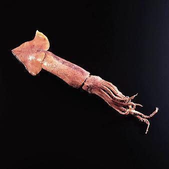 lot 225 image: Squid Large 8-12 Plain Preserved