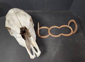 lot 213 image: Cow Skull and Horseshoe Bookends