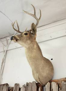 lot 285 image: Deer Head Mount