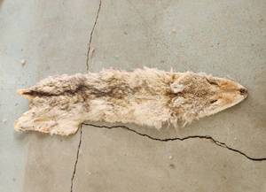 lot 287 image: Coyote Pelt Approx 49 Long