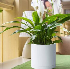 lot 54464 image: 4 pack of 8 Inch Plastic Planter Pots for Plant Pot with Drainage Hole and Seamless Saucers, White Color