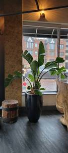 lot 18628 image: Bird of Paradise Plant W a Black Planting Pot