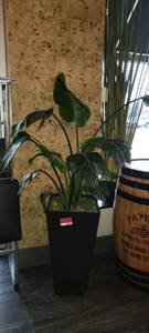 lot 18634 image: Bird of Paradise Plant W a Black Planting Pot