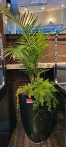 lot 18637 image: Green Plant W a Black Planting Pot