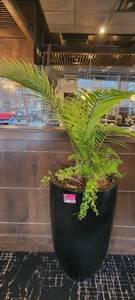 lot 18645 image: Chamaedorea Elegans Plant W a Black Pot