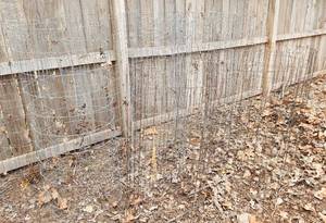 lot 3087 image: (8) 4ft and (3) 3ft Tall Tomato Cages