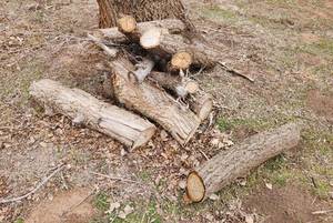 lot 2141 image: Firewood - 3 Separate Piles North of House - Look at all pictures