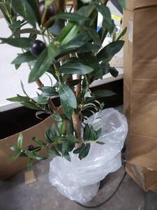 lot 5973 image: 6 Artificial Tre Decor