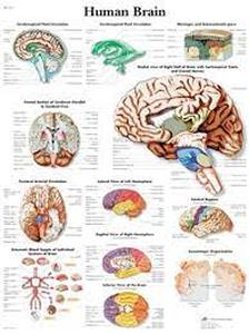 lot 75247 image: Laminated Human Brain Anatomy Poster