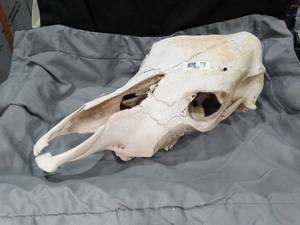 lot 27566 image: animal skull