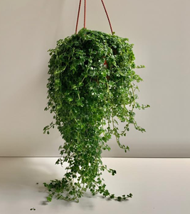 lot 1111 image: 17 Plastic Baby Tear Hanging In 45 Hanging Basket