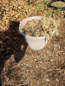 lot 5218 image: Plastic flowerpot 12 tall with dormant dianthus