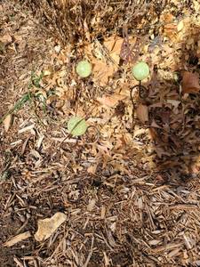 lot 5219 image: Three pieces metalglass yard decor, 12tall