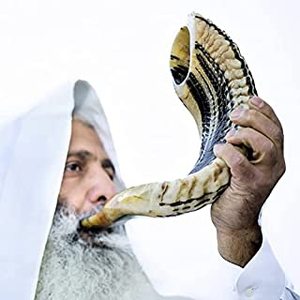 lot 14442 image: Kosher Ram Shofar Horn from Israel 12x14 Traditional Half Polished Ram Shofar, Musical Instrument
