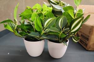 lot 31457 image: SOGUYI Artificial Plant 15 Inch Faux Peperomia Watermelon PlantRealistic Artificial Hanging Plants in Pot -2 Pack