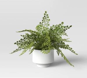 lot 62 image: Small Fern in Modern Pot Maiden Hair Arrangement - Threshold