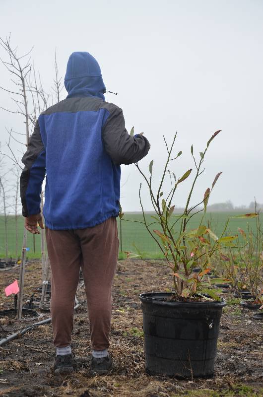 lot 1093 image: Sweet Bay Magnolia