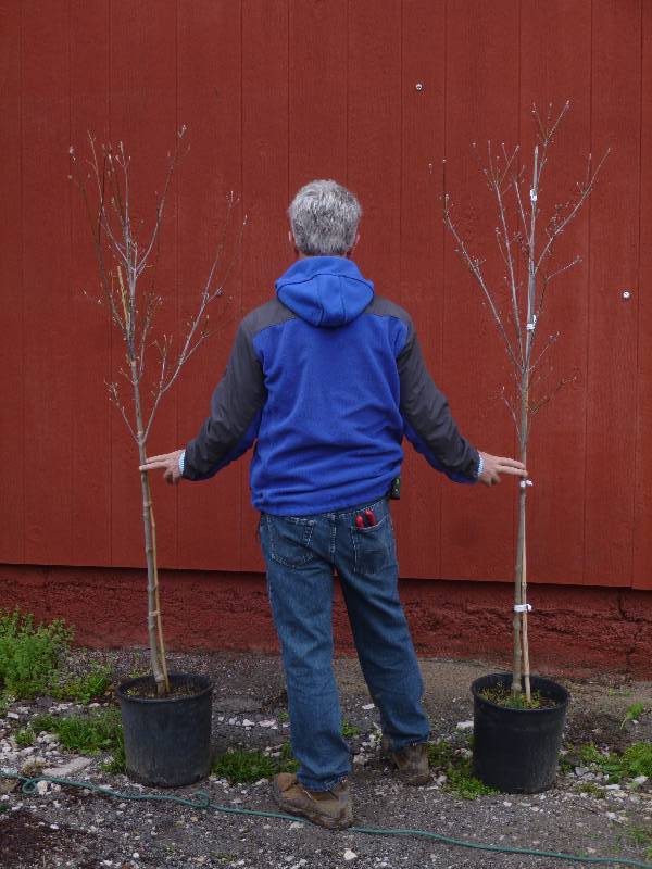 lot 1095 image: Stellar Pink Dogwoods