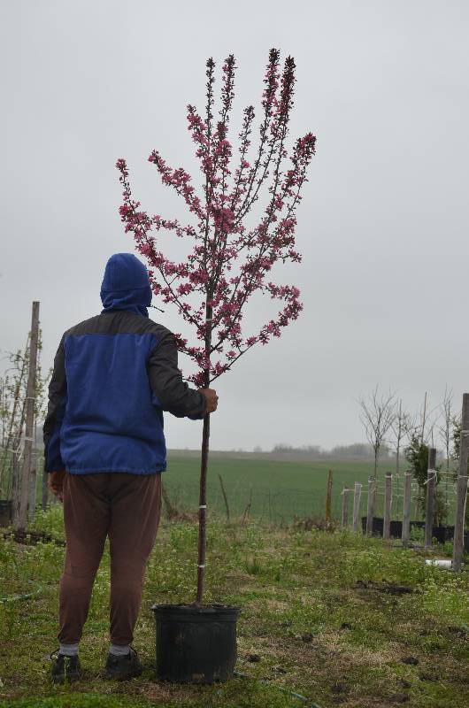 lot 1001 image: Prairie Fire Crabapple