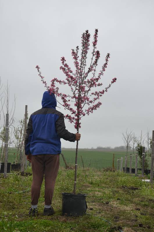 lot 1002 image: Prairie Fire Crabapple