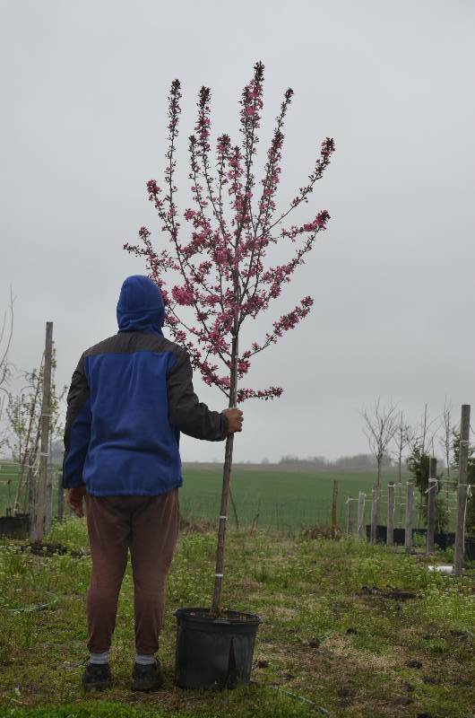 lot 1003 image: Prairie Fire Crabapple